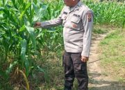 Kasium Polsek BP Peliung Dukung Ketahanan Pangan dengan Kontrol Tanaman Jagung