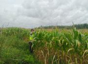 Aipda Khairil Fikri Cek Perkembangan Tanaman Jagung di Tanjung Kemuning