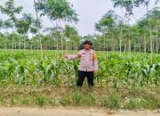 Polsek Belitang II Cek Lahan Ketahanan Pangan di Desa Karang Manik