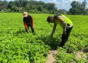 Polsek Belitang II Cek Lahan Ketahanan Pangan di Desa Darmabuana