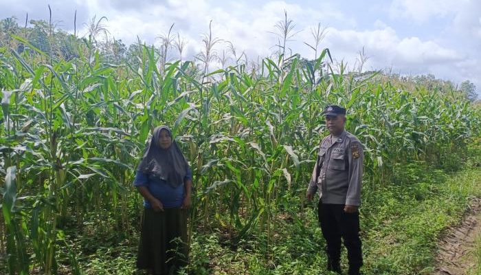 Pengecekan Ketahanan Pangan di Desa Purworejo