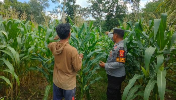 Pengecekan Ketahanan Pangan di Desa Sumber Makmur