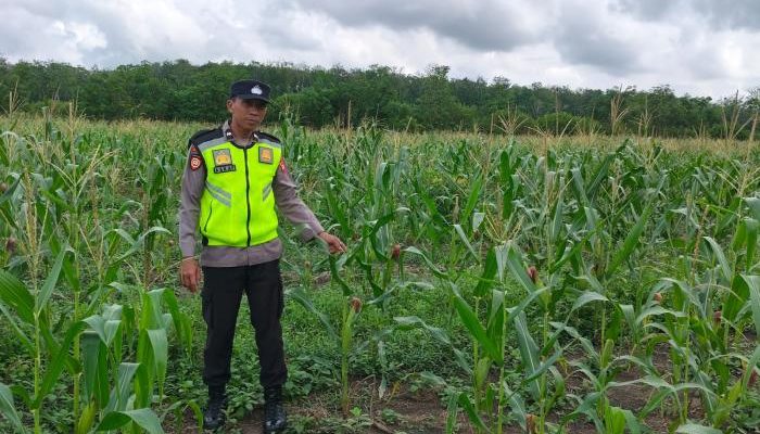 Polsek Belitang II Lakukan Pengecekan Ketahanan Pangan di Desa Purworejo
